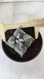 MATRIZ ASTROPHYTUM cv KIKKO "4 Quinas"  Nº 975 – vaso 15 - Imagem 5