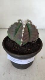 MATRIZ ASTROPHYTUM cv KIKKO  Nº 976 – vaso 15 - Imagem 2