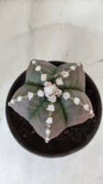 MATRIZ ASTROPHYTUM cv KIKKO  Nº 976 – vaso 15 - Imagem 3