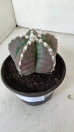 MATRIZ ASTROPHYTUM cv KIKKO  Nº 976 – vaso 15 - Imagem 9