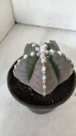 MATRIZ ASTROPHYTUM cv KIKKO  Nº 976 – vaso 15 - Imagem 8