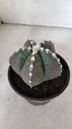 MATRIZ ASTROPHYTUM cv KIKKO  Nº 976 – vaso 15 - Imagem 7