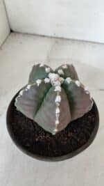 MATRIZ ASTROPHYTUM cv KIKKO  Nº 976 – vaso 15 - Imagem 6