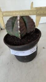 MATRIZ ASTROPHYTUM cv KIKKO  Nº 976 – vaso 15 - Imagem 4