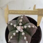 MATRIZ ASTROPHYTUM cv KIKKO  Nº 976 – vaso 15