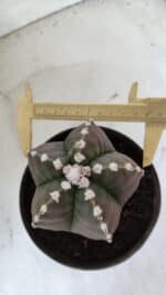 MATRIZ ASTROPHYTUM cv KIKKO  Nº 976 – vaso 15