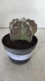 ASTROPHYTUM cv KIKKO  Nº 977 – vaso 11 - Imagem 2