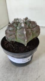 ASTROPHYTUM cv KIKKO  Nº 977 – vaso 11 - Imagem 9