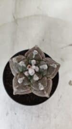 ASTROPHYTUM cv KIKKO  Nº 977 – vaso 11 - Imagem 3