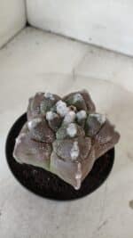 ASTROPHYTUM cv KIKKO  Nº 977 – vaso 11 - Imagem 8