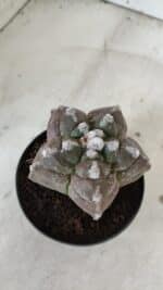 ASTROPHYTUM cv KIKKO  Nº 977 – vaso 11 - Imagem 6