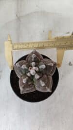 ASTROPHYTUM cv KIKKO  Nº 977 – vaso 11