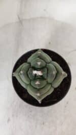 ASTROPHYTUM cv KIKKO "4 Quinas"  Nº 978 – vaso 11 - Imagem 3