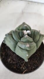 ASTROPHYTUM cv KIKKO "4 Quinas"  Nº 978 – vaso 11 - Imagem 8