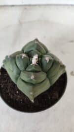 ASTROPHYTUM cv KIKKO "4 Quinas"  Nº 978 – vaso 11 - Imagem 7