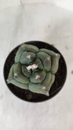 ASTROPHYTUM cv KIKKO "4 Quinas"  Nº 978 – vaso 11 - Imagem 6