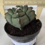 ASTROPHYTUM cv KIKKO "4 Quinas"  Nº 978 – vaso 11