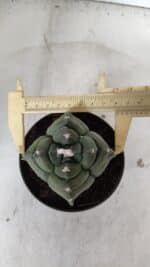 ASTROPHYTUM cv KIKKO "4 Quinas"  Nº 978 – vaso 11 - Imagem 5