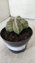ASTROPHYTUM cv KIKKO  Nº 979 – vaso 10 - Imagem 9