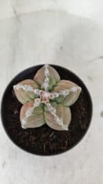 ASTROPHYTUM cv KIKKO  Nº 979 – vaso 10 - Imagem 3