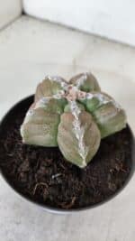 ASTROPHYTUM cv KIKKO  Nº 979 – vaso 10 - Imagem 8