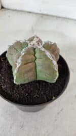ASTROPHYTUM cv KIKKO  Nº 979 – vaso 10 - Imagem 7