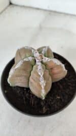 ASTROPHYTUM cv KIKKO  Nº 979 – vaso 10 - Imagem 6