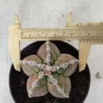 ASTROPHYTUM cv KIKKO  Nº 979 – vaso 10