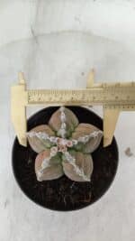 ASTROPHYTUM cv KIKKO  Nº 979 – vaso 10