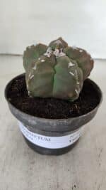 ASTROPHYTUM cv KIKKO  Nº 980 – vaso 11 - Imagem 2