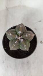 ASTROPHYTUM cv KIKKO  Nº 980 – vaso 11 - Imagem 3