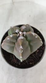 ASTROPHYTUM cv KIKKO  Nº 980 – vaso 11 - Imagem 8