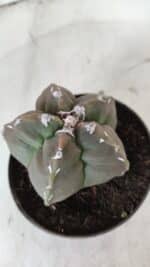 ASTROPHYTUM cv KIKKO  Nº 980 – vaso 11 - Imagem 7