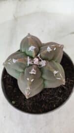 ASTROPHYTUM cv KIKKO  Nº 980 – vaso 11 - Imagem 6