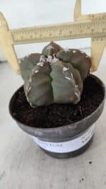 ASTROPHYTUM cv KIKKO  Nº 980 – vaso 11 - Imagem 5