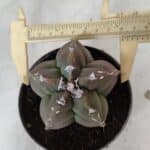 ASTROPHYTUM cv KIKKO  Nº 980 – vaso 11