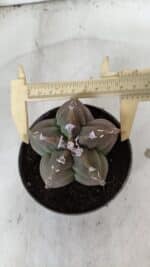 ASTROPHYTUM cv KIKKO  Nº 980 – vaso 11