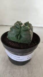 ASTROPHYTUM cv KIKKO "4 Quinas"  Nº 981 – vaso 11 - Imagem 2
