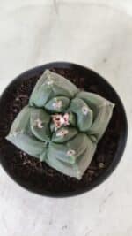 ASTROPHYTUM cv KIKKO "4 Quinas"  Nº 981 – vaso 11 - Imagem 3