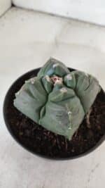 ASTROPHYTUM cv KIKKO "4 Quinas"  Nº 981 – vaso 11 - Imagem 8