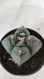 ASTROPHYTUM cv KIKKO "4 Quinas"  Nº 981 – vaso 11 - Imagem 7