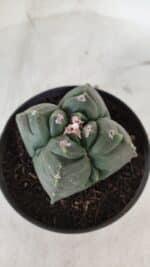 ASTROPHYTUM cv KIKKO "4 Quinas"  Nº 981 – vaso 11 - Imagem 6