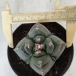 ASTROPHYTUM cv KIKKO "4 Quinas"  Nº 981 – vaso 11