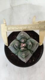 ASTROPHYTUM cv KIKKO "4 Quinas"  Nº 981 – vaso 11