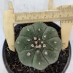 MATUCANA MADISONIORUM Nº 285 – vaso 11