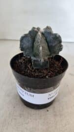ASTROPHYTUM MYRIOSTIGMA Nº 1000 – vaso 09