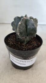 ASTROPHYTUM MYRIOSTIGMA Nº 1000 – vaso 09 - Imagem 9