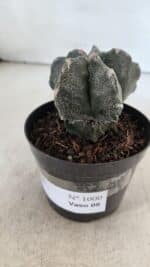 ASTROPHYTUM MYRIOSTIGMA Nº 1000 – vaso 09 - Imagem 8