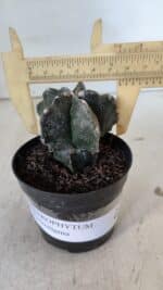ASTROPHYTUM MYRIOSTIGMA Nº 1000 – vaso 09 - Imagem 4