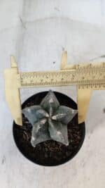ASTROPHYTUM MYRIOSTIGMA Nº 1000 – vaso 09 - Imagem 5